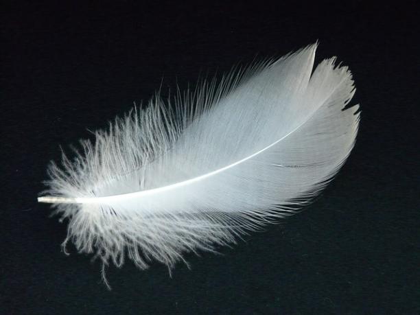swan-feather-16307_640.jpg