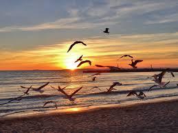 la mer au coucher du soleil avec les oiseaux.jpg