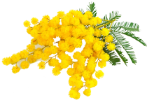 mimosa.png