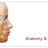 banner_anatomy-physiology.png