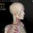3D Organon Anatomy sc.jpg