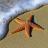 starfish-1851289_640.jpg