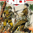cover.png