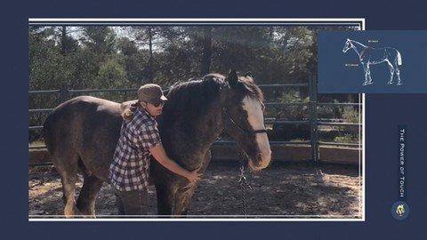 The Power Of Touch - Horse Body Awareness And Relaxation