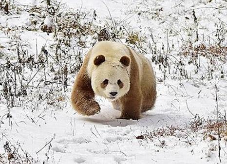 unico panda marrone.jpg