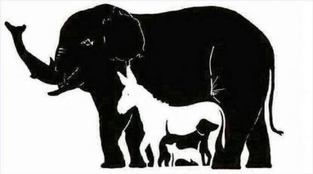 animali illusione.jpg