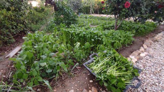 One-Day Food Forest! Farming For the New Reality