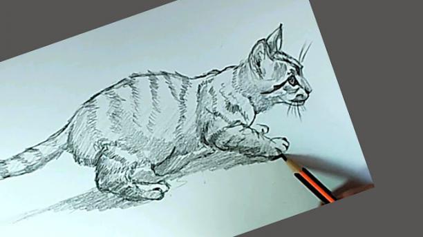Drawing Realistic Animals