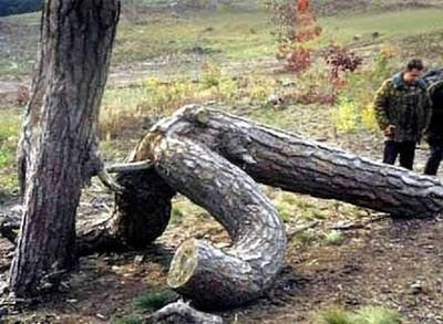 alberi-hard.jpg
