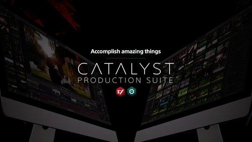 cat500.jpg