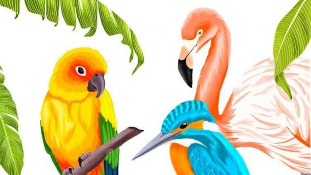 Procreate - Illustrate 3 Tropical Birds