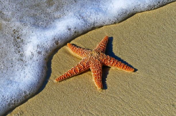 starfish-1851289_640.jpg