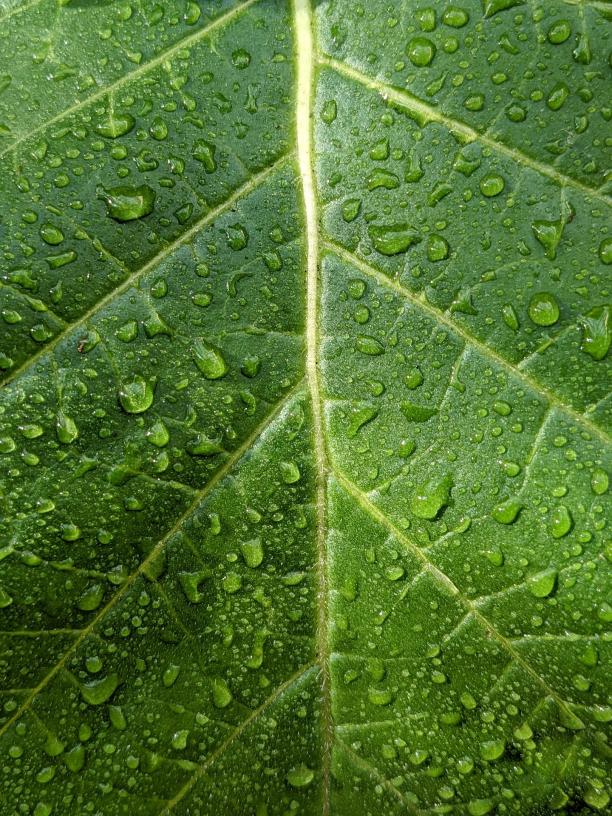 catceeq-droplets-7637235_1920.jpg
