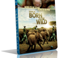 born to be wild mkv.png