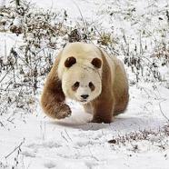 unico panda marrone.jpg