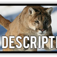 Description.png