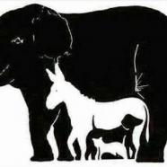 animali illusione.jpg