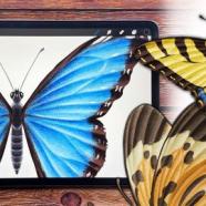 Procreate - Illustrate Butterflies And 3 Ways To Animate.jpg