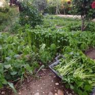 One-Day Food Forest! Farming For the New Reality.jpg