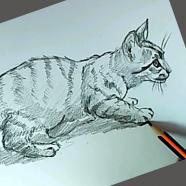 Drawing Realistic Animals.jpg
