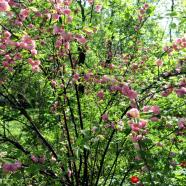 IMG_0286.jpg