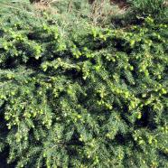 IMG_0178.jpg