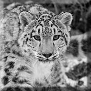 6810025-snow-leopard.jpg