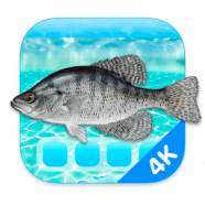 Aquarium 4K - Live Wallpaper macOS.png