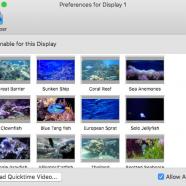 Aquarium 4K - Live Wallpaper macOS sc.jpg